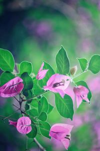 Close-up of purple flowers blooming outdoors