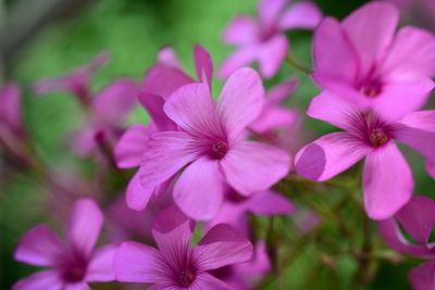 Close-up of pink flowering plant in park