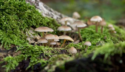 Close-up of mushrooms