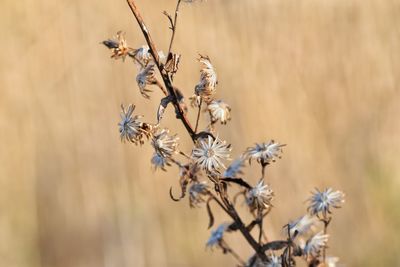 Close-up of wilted plant on field