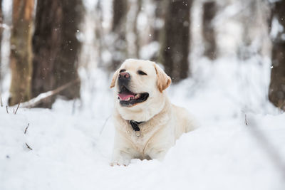 Dog in snow on land