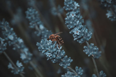 Close-up of insect on plant