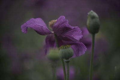 Close-up of purple flowering plant