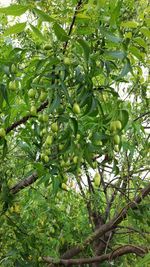 Low angle view of fruits hanging on tree