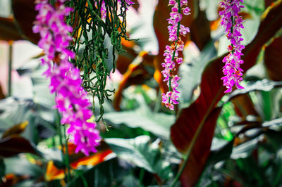Close-up of pink flowering plant
