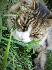 Close-up of a cat with eyes closed