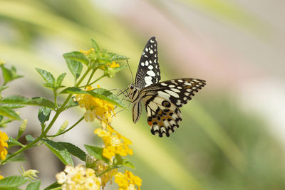 Close-up of butterfly pollinating on flower