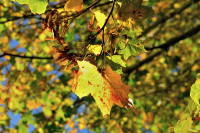 Close-up of maple leaves on tree