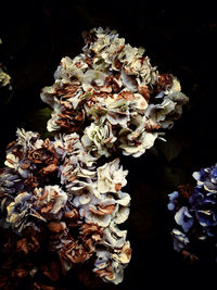 Close-up of flower in bloom