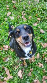 Portrait of dog on field