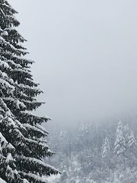 Pine trees during winter against sky