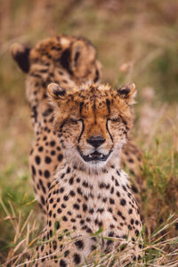 Two cheetah cubs on field