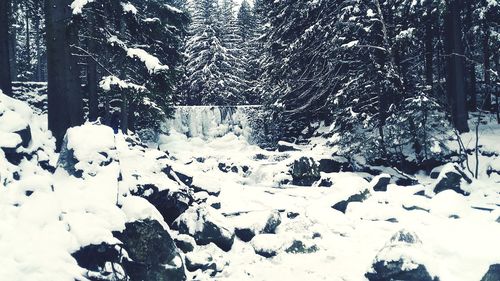 View of trees in forest during winter