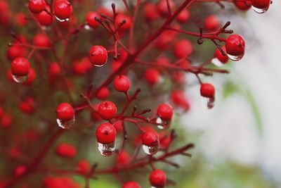 Close-up of berries on tree