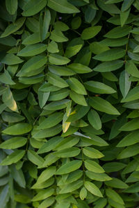 Full frame shot of green leaves