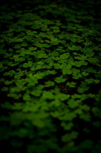 Close-up of leaves floating on water