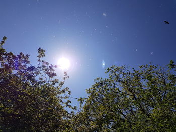 Low angle view of trees against blue sky