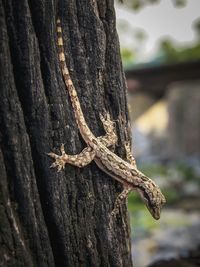 Close-up of tree trunk