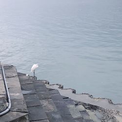 High angle view of seagulls perching on lake