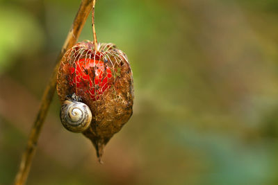 Chinese lantern plant