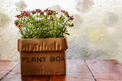 Close-up of potted plant on table