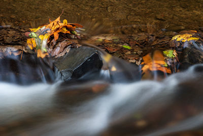 Scenic view of autumn leaves in stream