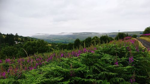 Purple flowering plants by land against sky