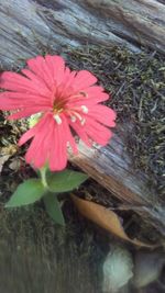 Close-up of red flowers