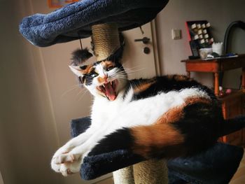 Close-up of a cat looking away