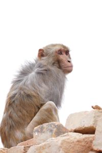 Close-up of monkey sitting on rock