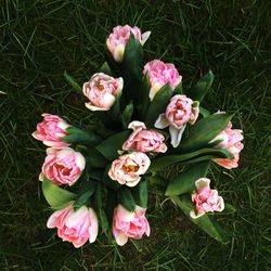 Close-up of pink flowers blooming in field