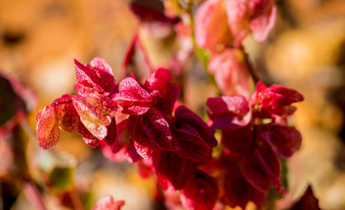 Close-up of pink flowering plant