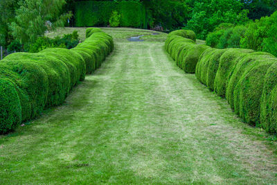 Scenic view of agricultural field