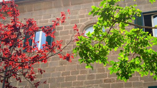 Low angle view of red flowers blooming on tree in city