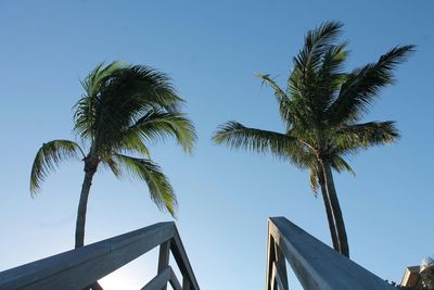 Low angle view of coconut palm trees against clear blue sky