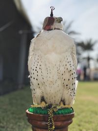 Close-up of bird perching outdoors