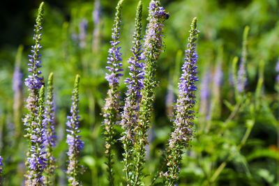 Close-up of purple flowering plants