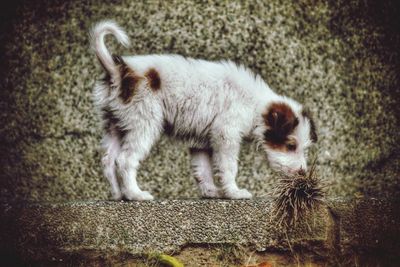 Close-up of cat