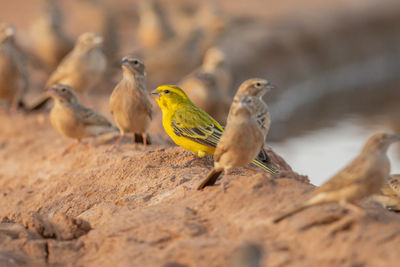 Close-up of bird perching on wood