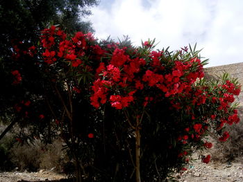 Low angle view of red flowers against sky