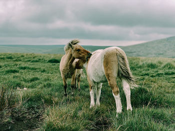 Sheep standing in a field