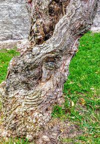 Close-up of tree trunk