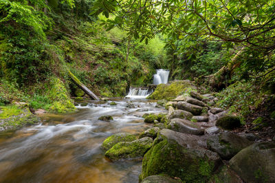 Scenic view of waterfall in forest