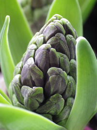 Hyacinth flower language means that as long as you light the fire of life, you can share a rich life