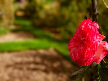 Close-up of pink rose blooming in park