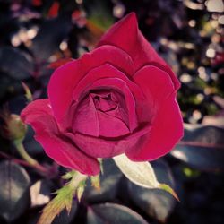 Close-up of red rose