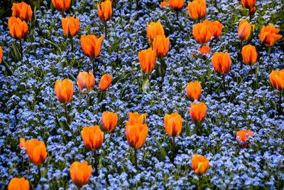 Full frame of tulips with forget-me-not flowers in field