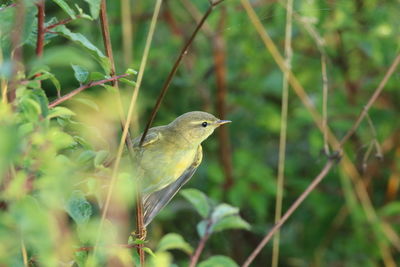 Close-up of bird perching on plant