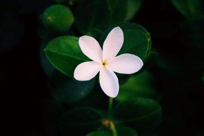 Close-up of white flowers