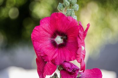 Close-up of pink flower